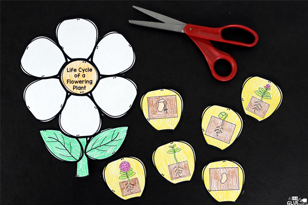 spring art activities for preschoolers Lifecycle of a Plant Craft