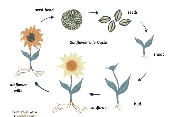 spring art activities for preschoolers Sunflower Growth Chart